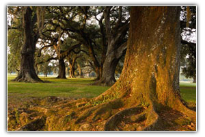 tree service