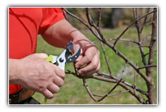 tips about trees