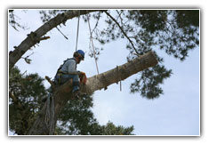 tree trimming