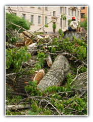 certified arborist